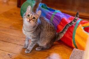 Собаки и кошки в добрые руки