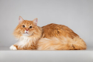 Собаки и кошки в добрые руки