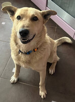 Собаки и кошки в добрые руки