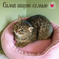 Собаки и кошки в добрые руки