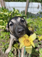 Собаки и кошки в добрые руки