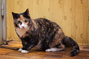 Собаки и кошки в добрые руки