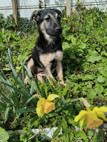 Собаки и кошки в добрые руки