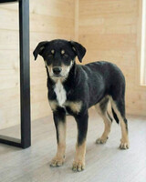 Собаки и кошки в добрые руки