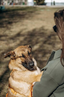 Собаки и кошки в добрые руки