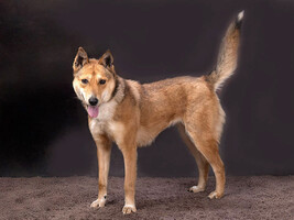 Собаки и кошки в добрые руки