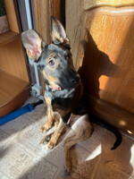 Собаки и кошки в добрые руки