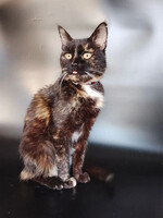 Собаки и кошки в добрые руки