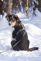 Собаки и кошки в добрые руки