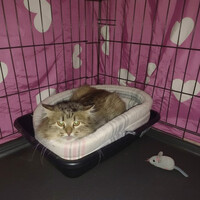 Собаки и кошки в добрые руки