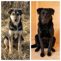 Собаки и кошки в добрые руки