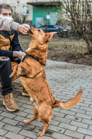 Собаки и кошки в добрые руки