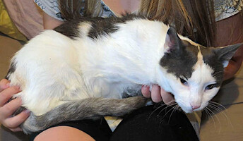 Собаки и кошки в добрые руки