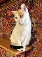 Собаки и кошки в добрые руки