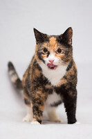 Собаки и кошки в добрые руки