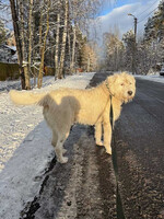 Собаки и кошки в добрые руки