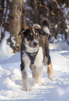 Собаки и кошки в добрые руки