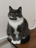 Собаки и кошки в добрые руки