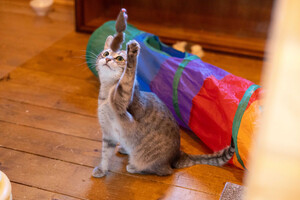 Собаки и кошки в добрые руки