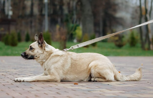 Собаки и кошки в добрые руки