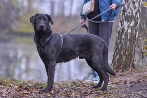 Собаки и кошки в добрые руки