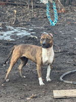 Собаки и кошки в добрые руки