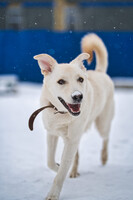 Собаки и кошки в добрые руки