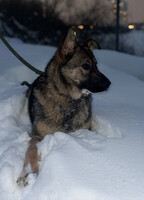 Собаки и кошки в добрые руки