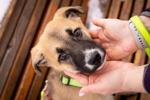 Собаки и кошки в добрые руки