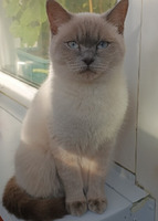 Собаки и кошки в добрые руки