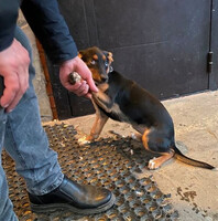 Собаки и кошки в добрые руки