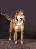 Собаки и кошки в добрые руки