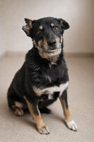 Собаки и кошки в добрые руки