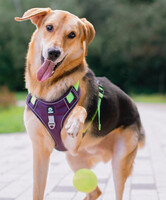 Собаки и кошки в добрые руки