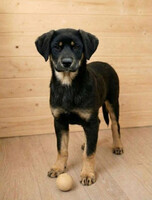 Собаки и кошки в добрые руки