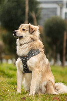 Собаки и кошки в добрые руки