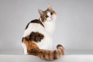 Собаки и кошки в добрые руки