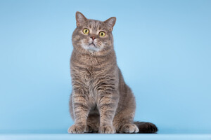 Собаки и кошки в добрые руки