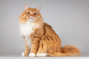 Собаки и кошки в добрые руки