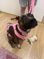 Собаки и кошки в добрые руки