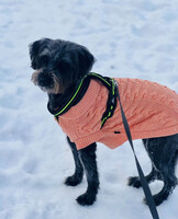 Собаки и кошки в добрые руки