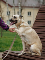 Собаки и кошки в добрые руки