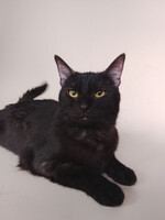 Собаки и кошки в добрые руки