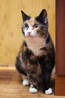 Собаки и кошки в добрые руки