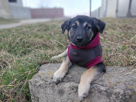 Собаки и кошки в добрые руки