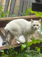 Собаки и кошки в добрые руки