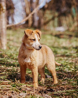 Собаки и кошки в добрые руки