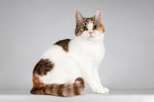 Собаки и кошки в добрые руки