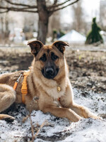 Собаки и кошки в добрые руки