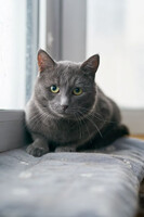 Собаки и кошки в добрые руки